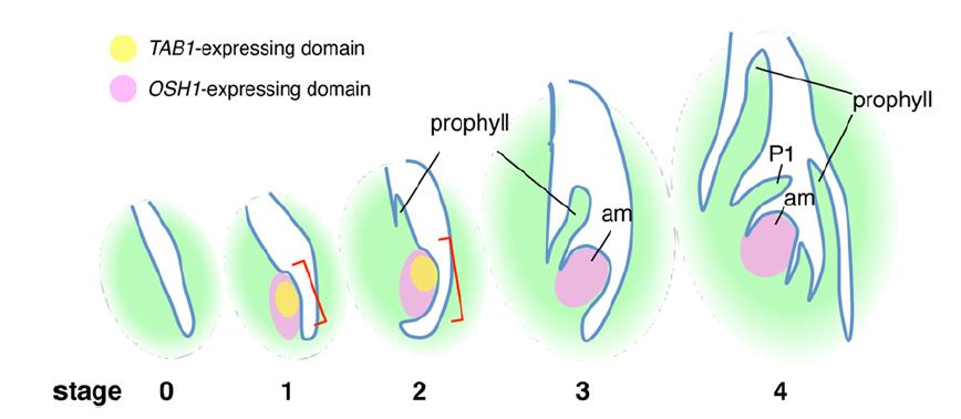 axillarymeristemformationinricerequiresthewuschelorthologtillers